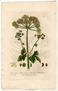1837ǯ Baxter British Phaenogamous Botany Pl.195  ߥ˥° SMYRNIUM OLUSATRUM