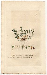 1837ǯ Baxter British Phaenogamous Botany Pl.196 ƥ ̥ޥϥ° ̥ޥϥ MONTIA FONTANA