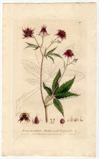 1837ǯ Baxter British Phaenogamous Botany Pl.197 Х Хʥ° Хʥ COMARUM PALUSTRE