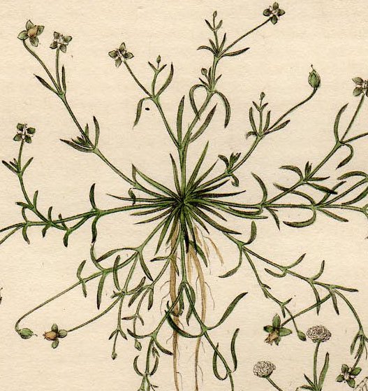 1837年 Baxter British Phaenogamous Botany Pl.199 ナデシコ科 ツメクサ属 アライトツメクサ SAGINA  PROCUMBENS - アンティークプリント 博物画 ボタニカルアートの通販サイト Spirito di Artigiano
