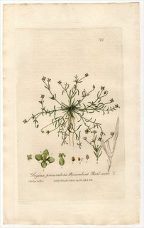 1837ǯ Baxter British Phaenogamous Botany Pl.199 ʥǥ ĥ᥯° 饤ȥĥ᥯ SAGINA PROCUMBENS