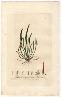 1837ǯ Baxter British Phaenogamous Botany Pl.204 ݥ ߥ륹° MYOSURUS MINIMUS