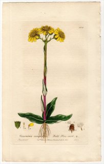 1837ǯ Baxter British Phaenogamous Botany Pl.206  °  CINERARIA CAMPESTRIS