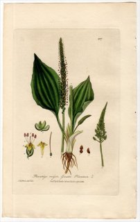 1837ǯ Baxter British Phaenogamous Botany Pl.207 Х Х° 襦Х PLANTAGO MAJOR