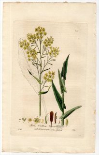 1837ǯ Baxter British Phaenogamous Botany Pl.210 ֥ʲ ° ۥХ ISATIS TINCTORIA