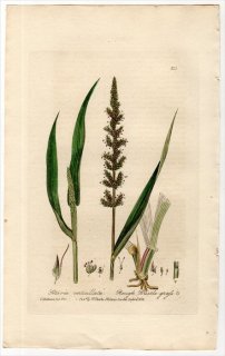1837ǯ Baxter British Phaenogamous Botany Pl.211 Ͳ Υ° ĥΥ SETARIA VERTICILLATA