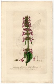 1837ǯ Baxter British Phaenogamous Botany Pl.214  ̥° å BETONICA OFFICINALIS