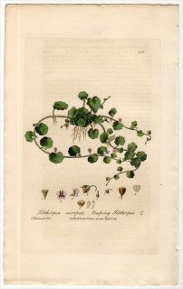 1837ǯ Baxter British Phaenogamous Botany Pl.215 Х ֥ȥԥ° SIBTHORPIA EUROPAEA