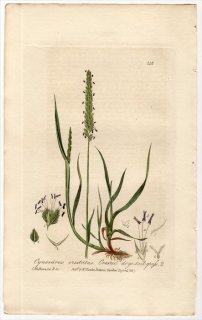 1837ǯ Baxter British Phaenogamous Botany Pl.216 Ͳ °  CYNOSURUS CRISTATUS