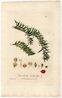 1837ǯ Baxter British Phaenogamous Botany Pl.222  ° 衼åѥ TAXUS BACCATA