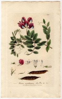 1837ǯ Baxter British Phaenogamous Botany Pl.225 ޥ ꥽° ϥޥɥ PISUM MARITIMUM