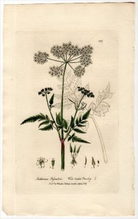 1837ǯ Baxter British Phaenogamous Botany Pl.228  㥯° 㥯 ANTHRISCUS SYLVESTRIS