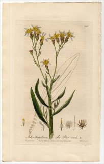 1837ǯ Baxter British Phaenogamous Botany Pl.230  饮° 饮 ASTER TRIPOLIUM