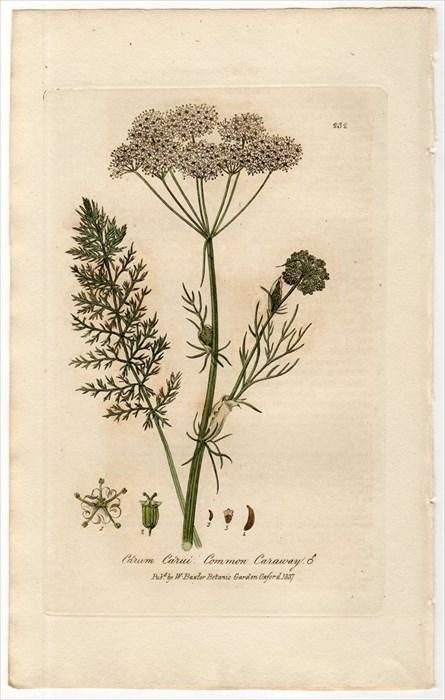 17年 Baxter British Phaenogamous Botany Pl 232 セリ科 ヒメウイキョウ属 ヒメウイキョウ Carum Carvi キャラウェイ アンティークプリント ボタニカルアート 博物画の通販サイト Spirito Di Artigiano
