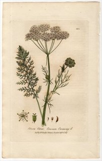 1837ǯ Baxter British Phaenogamous Botany Pl.232  ҥᥦ祦° ҥᥦ祦 CARUM CARVI 饦