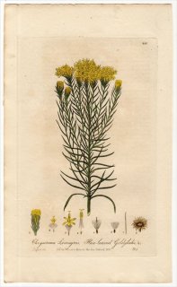 1837ǯ Baxter British Phaenogamous Botany Pl.233  ƥ° CHRYSOCOMA LINOSYRIS