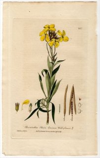 1837ǯ Baxter British Phaenogamous Botany Pl.237 ֥ʲ ° ˥饻ȥ CHEIRANTHUS CHEIRI