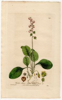 1837ǯ Baxter British Phaenogamous Botany Pl.239 ĥĥ 䥯° 䥯 PYROLA MINOR