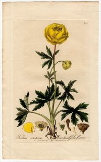 1839年 Baxter British Phaenogamous Botany Pl.241 キンポウゲ科 キンバイソウ属 セイヨウキンバイソウ TROLLIUS EUROPAEUS