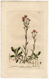 1839ǯ Baxter British Phaenogamous Botany Pl.243  Υ° Υ GNAPHALIUM DIOICUM