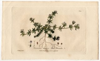 1839ǯ Baxter British Phaenogamous Botany Pl.244 Ͳ ϥʥ䥨॰° ϥʥ䥨॰ SHERARDIA ARVENSIS