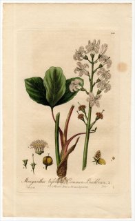 1839ǯ Baxter British Phaenogamous Botany Pl.245 ߥĥ ߥĥ° ߥĥ MENYANTHES TRIFOLIATA