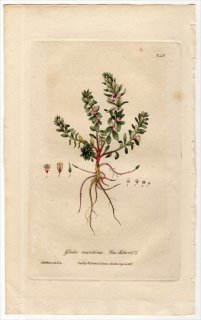 1839ǯ Baxter British Phaenogamous Botany Pl.246 饽 ȥΥ° ߥߥɥ GLAUX MARITIMA