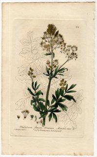 1839年 Baxter British Phaenogamous Botany Pl.254 キンポウゲ科 カラマツソウ属 キバナカラマツソウ THALICTRUM FLAVUM