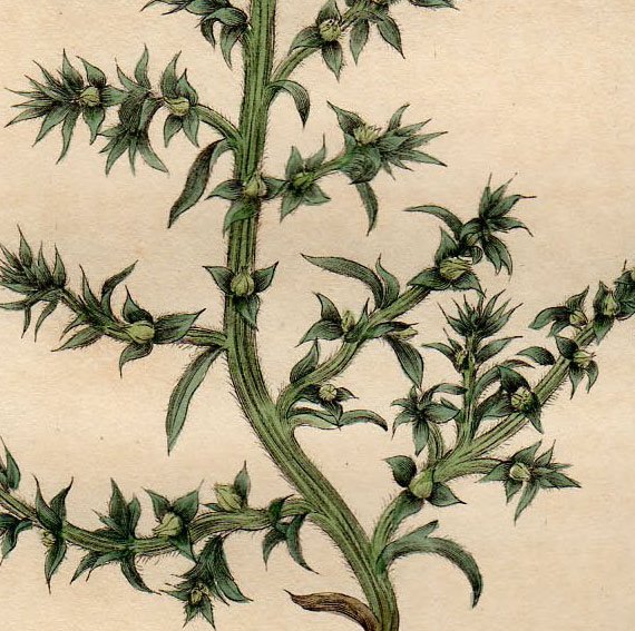 1839年 Baxter British Phaenogamous Botany Pl.255 ヒユ科 オカヒジキ属 SALSOLA KALI -  アンティークプリント 博物画 ボタニカルアートの通販サイト Spirito di Artigiano