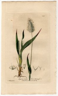 1839ǯ Baxter British Phaenogamous Botany Pl.256 Ͳ Υ° Υ LAGURUS OVATUS