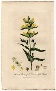 1839ǯ Baxter British Phaenogamous Botany Pl.259 ϥޥĥܲ ʥĥ° RHINANTHUS CRISTA GALLI