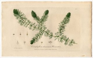 1839ǯ Baxter British Phaenogamous Botany Pl.260 ޥĥ ޥĥ° ޥĥ CERATOPHYLLUM DEMERSUM