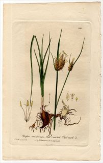 1839ǯ Baxter British Phaenogamous Botany Pl.264 ĥꥰ 䥬° 䥬 SCIRPUS MARITIMUS