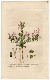 1839ǯ Baxter British Phaenogamous Botany Pl.266 ϥޥĥܲ ޥ° PEDICULARIS SYLVATICA