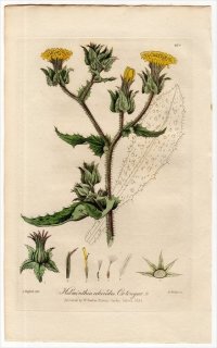 1839ǯ Baxter British Phaenogamous Botany Pl.270  ° HELMINTHIA ECHIOIDES