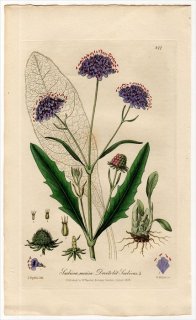 1839ǯ Baxter British Phaenogamous Botany Pl.277  å° SCABIOSA SUCCISA