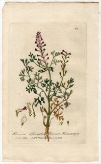1839ǯ Baxter British Phaenogamous Botany Pl.278  饯ޥ° 饯ޥ FUMARIA OFFICINALIS