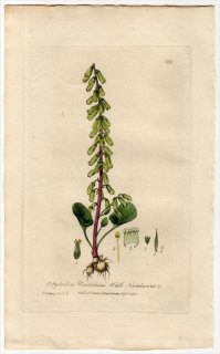 1839ǯ Baxter British Phaenogamous Botany Pl.279 ٥󥱥 ӥꥯ° 祯ϥ COTYLEDON UMBILICUS