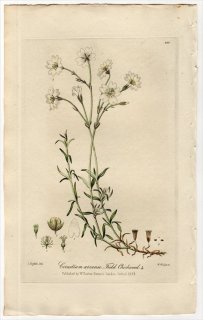 1839ǯ Baxter British Phaenogamous Botany Pl.286 ʥǥ ߥߥʥ° 襦ߥߥʥ CERASTIUM ARVENSE