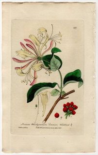1839ǯ Baxter British Phaenogamous Botany Pl.287  ° ĥ̥˥ɥ LONICERA PERICLYMENUM ϥˡå