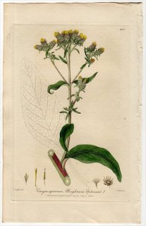1839ǯ Baxter British Phaenogamous Botany Pl.290  ° CONYZA SQUARROSA