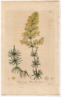 1839ǯ Baxter British Phaenogamous Botany Pl.294 Ͳ 䥨॰° Хʥޥĥ GALIUM VERUM