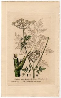 1839ǯ Baxter British Phaenogamous Botany Pl.303  ɥ˥󥸥° ɥ˥󥸥 CONIUM MACULATUM
