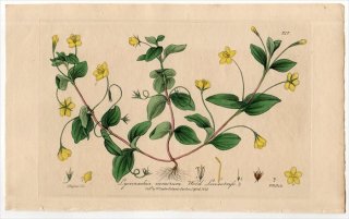 1839ǯ Baxter British Phaenogamous Botany Pl.310 饽 ȥΥ° LYSIMACHIA NEMORUM