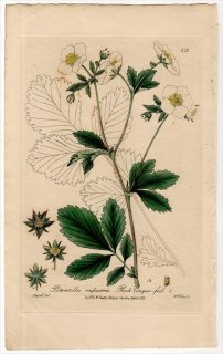 1839ǯ Baxter British Phaenogamous Botany Pl.313 Х Хʥ° POTENTILLA RUPESTRIS
