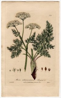 1839ǯ Baxter British Phaenogamous Botany Pl.314  ᥦ° MEUM ATHAMANTICUM