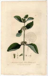 1837ǯ Baxter British Phaenogamous Botany Pl.171  ˥ϥå° ˥ϥå Marrubium Vulgare
