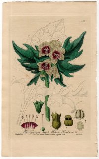 1840ǯ Baxter British Phaenogamous Botany Pl.321 ʥ ҥ襹° ҥ襹 HYOSCYAMUS NIGER