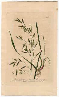 1840ǯ Baxter British Phaenogamous Botany Pl.324 Ͳ Υ° ҥϥΥ FESTUCA PRATENSIS