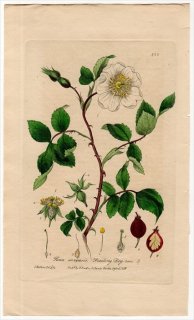 1840ǯ Baxter British Phaenogamous Botany Pl.325 Х Х° 륦󥷥 ROSA ARVENSIS